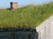 How to Make a Green Roof for Your Shed