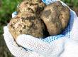 Make Your Own Potato Planter