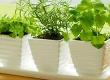 A Kitchen Herb Garden for all Garden Sizes