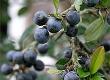 Make Your Own Sloe Gin