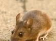 Make Your Own Humane Mouse Repellent