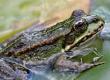 How to Make A Garden Wildlife Pond