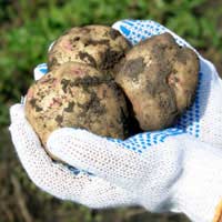 Potato Planter Planting Potatoes