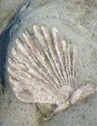 How To Make Your Own Fossils