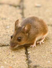 Mice Mouse Repel Repellent Humane Trap