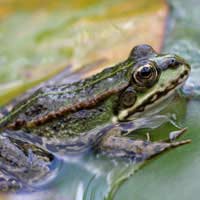 Wildlife Pond Plants Dig Pond Marginals