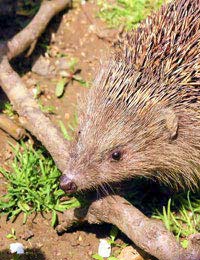 Compost Heap Rodent Mice Hedgehog Layers